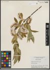 Foto von Salix serissima (L. H. Bailey) Fern.